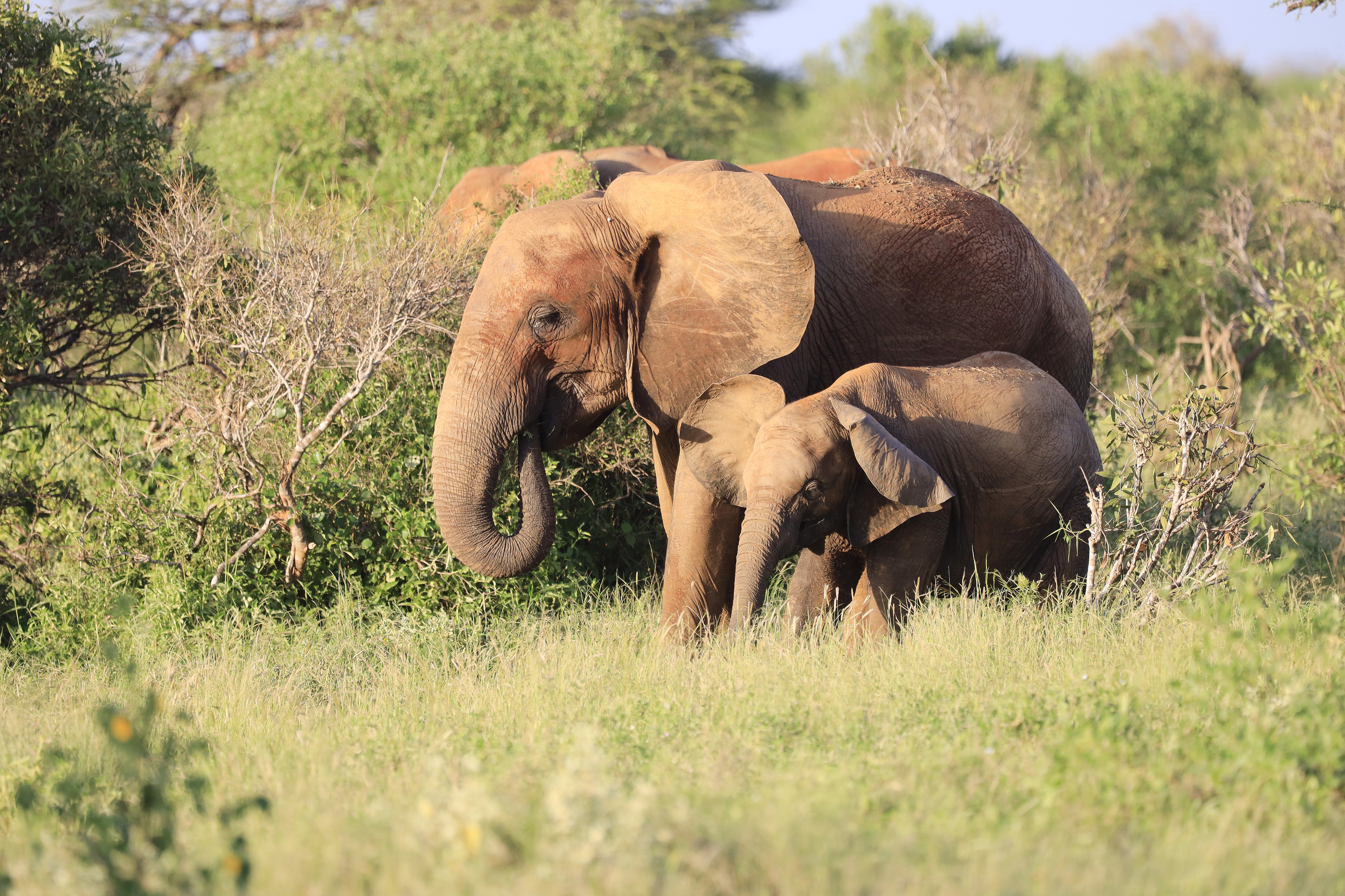 Amboseli National Park